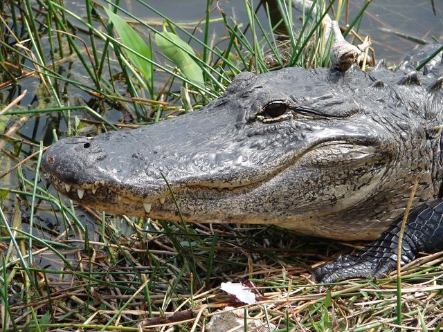 A close-up of an alligator at Everglades National Park.