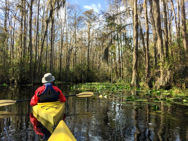 A man is seen from behind kayaking through a swamp in the Okefenokee National Wildlife Refuge surrounded by tall trees.