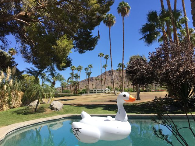 Swan pool float in Palm Springs with palm trees in background