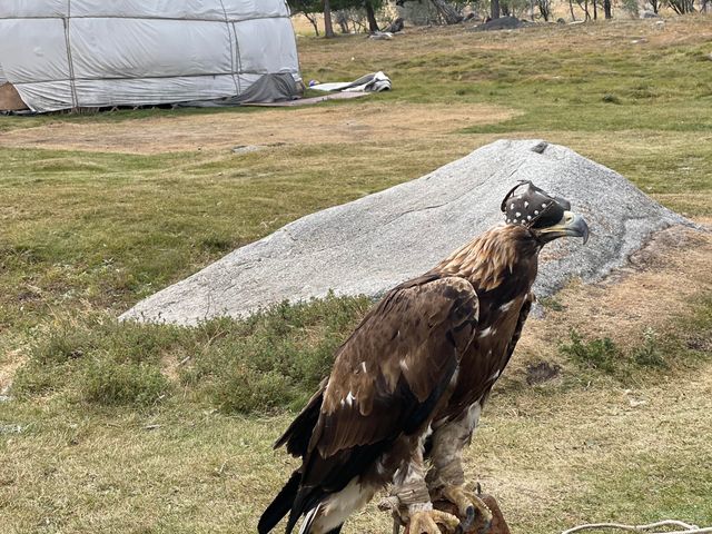 A golden eagle wearing a falconry hood perches in front of a yurt in Mongolia.