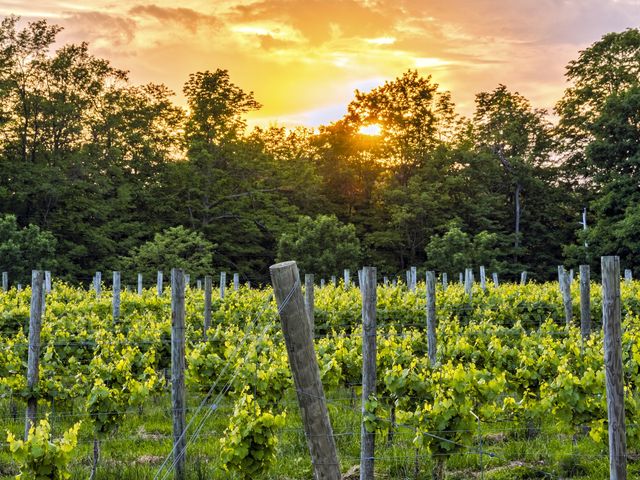 A vineyard at sunset with vines framed by tall green trees and wooden posts.