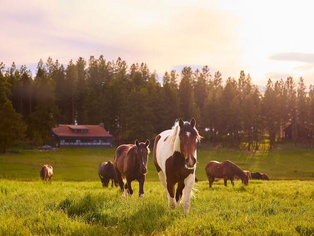 Horses on a grassy field at sunset with trees and a cabin behind them.
