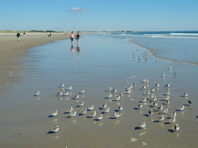 A long wide beach with seagulls in the surf and people walking.
