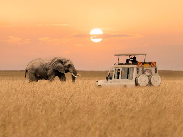 African elephant walking with next to a safari jeep in a field at sunset at Masai Mara National Reserve in Kenya.