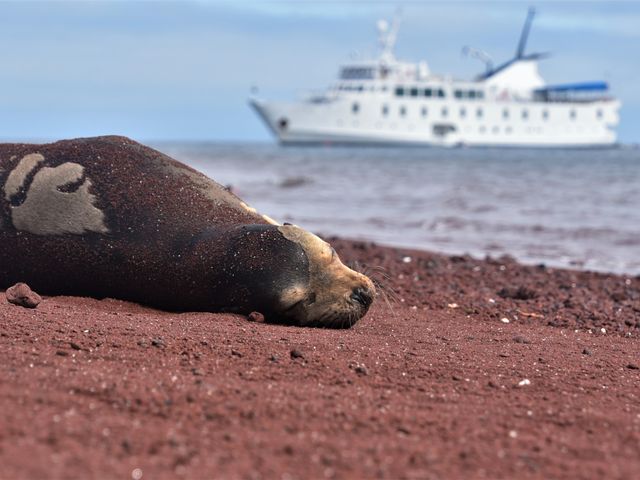A sleeping seal is seen on the beach in the Galapagos with a boat in the background.