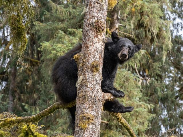 black bear climbing moss covered tree at Anan Bear Observatory