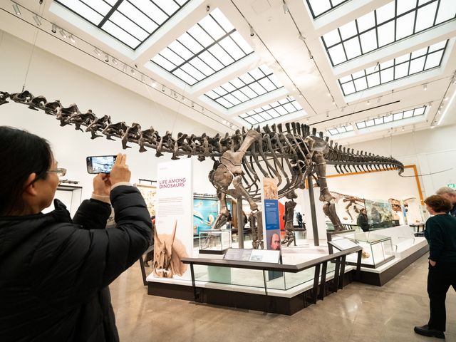 A woman is seen photographing a reconstructed dinosaur fossil exhibit.