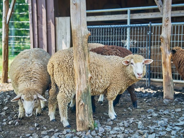 A handful of sheep in a pen at Pendry Natirar.
