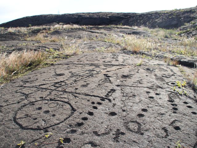 A lava field with black rock and small shrubs with petroglyphs carved into the rock.