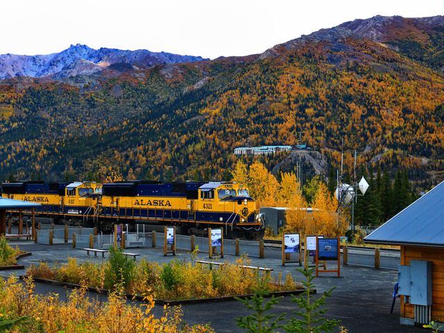 A yellow and black train that says Alaska surrounded by fall foliage.