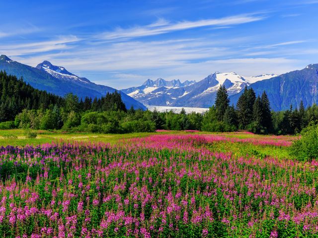 A meadow of pink flowers leading up to lush green trees and snow-capped mountains in Juneau, Alaska.