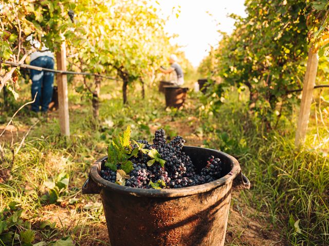 A wooden bucket full of dark purple grapes sitting on the ground in a vineyard between vines, with workers nearby.