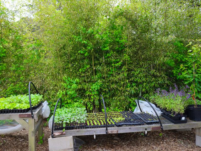 Tables filled with seedlings and plants surrounded by thick greenery at Love Farms.