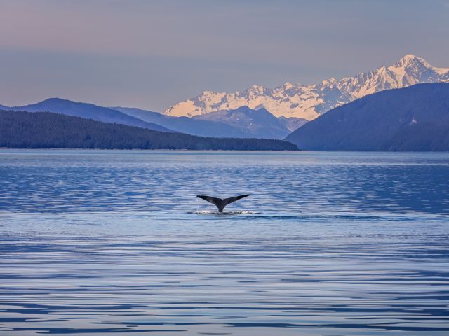 Whale tale in ocean in Alaska