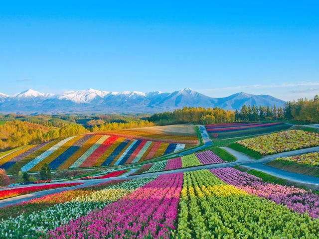 Colorful flower fields in Hokkaido, Japan with snowcapped mountains in the distance.