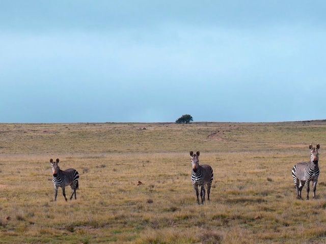 Three zebras on the plain look directly into camera with blue sky in background.