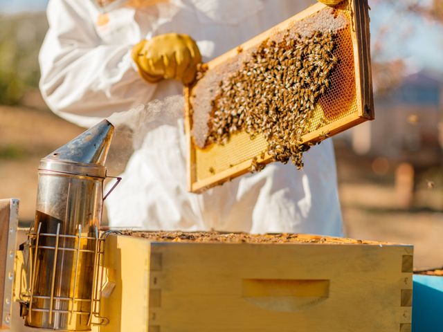 Gloved hands are seen tending to a bee hive at Carmel Valley Ranch.