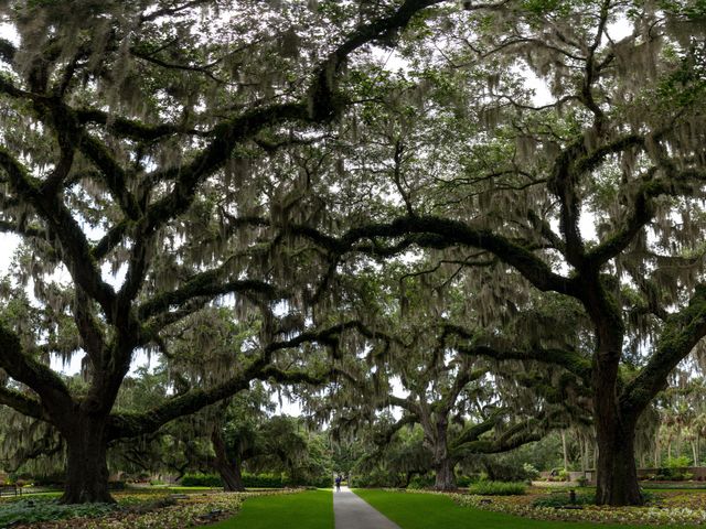 The canopy of trees over a walkway at Live Oaks at Brookgreen Gardens in Murrells Inlet, SC.