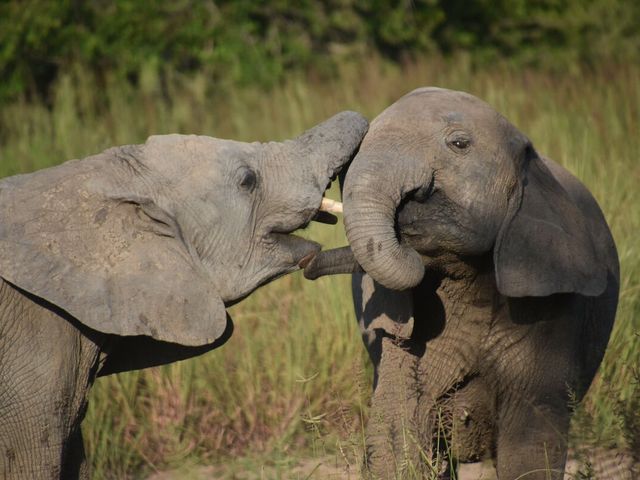 Two small elephants playing by intertwining their trunks.