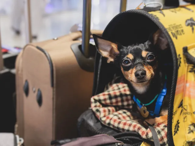 A small dog in a carrier next to a few suitcases.