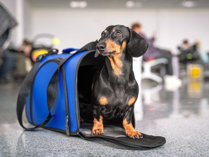 Black dachshund dog sits in blue pet carrier in an airport.