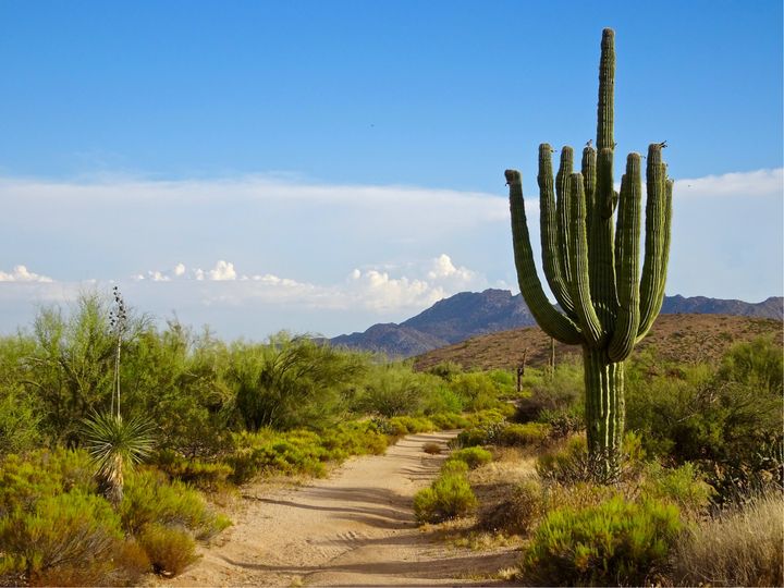 A trail on the scenic Black Hill Trail in Scottsdale's McDowell Sonoran Preserve. 