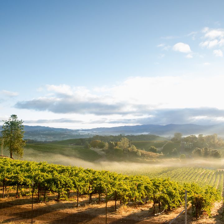Rows of trees and grapevines in Napa Valley, California.