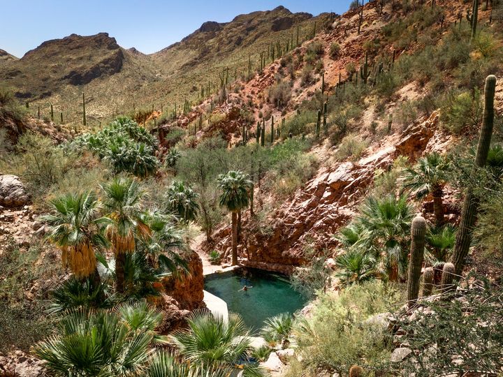 An overheard view of someone bathing in a hot spring surrounded by palm trees, cacti, and desert scenery.