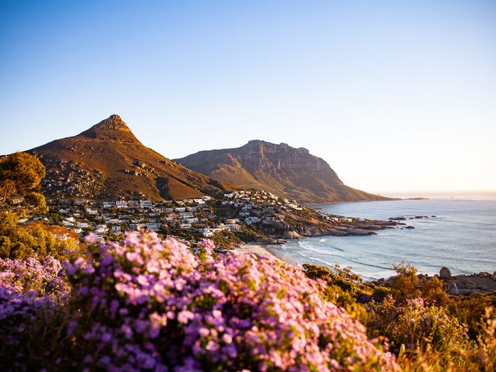 A view of the mountains and skyline of Cape Town, South Africa, with pretty flowers in the foreground.