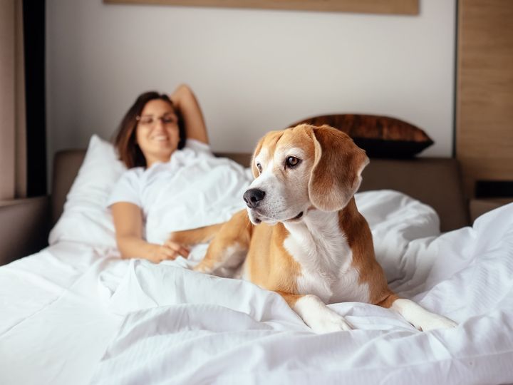 A woman and her dog in a hotel bed with the dog looking out the window.
