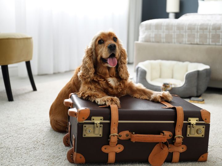 A dog lays on top of a suitcase in a hotel room.