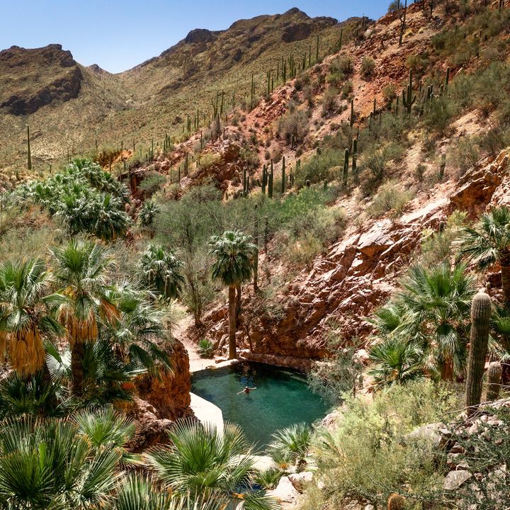 An overheard view of someone bathing in a hot spring surrounded by palm trees, cacti, and desert scenery.
