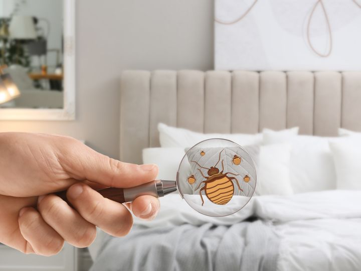 A hand holds up a magnifying glass with a picture of a bedbug on it over a bed.