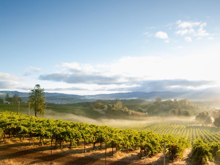 Rows of trees and grapevines in Napa Valley, California.
