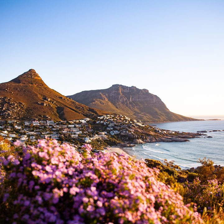 A view of the mountains and skyline of Cape Town, South Africa, with pretty flowers in the foreground.